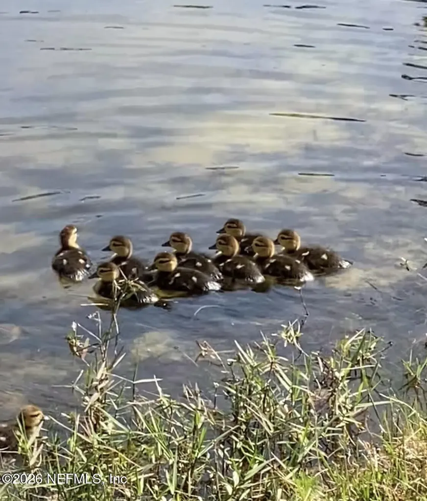 2607 Creekfront Drive Green Cove Springs FL 32043