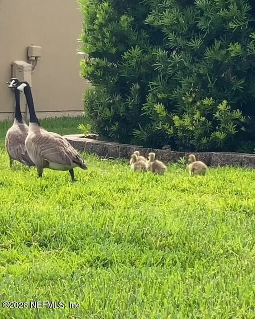 2607 Creekfront Drive Green Cove Springs FL 32043