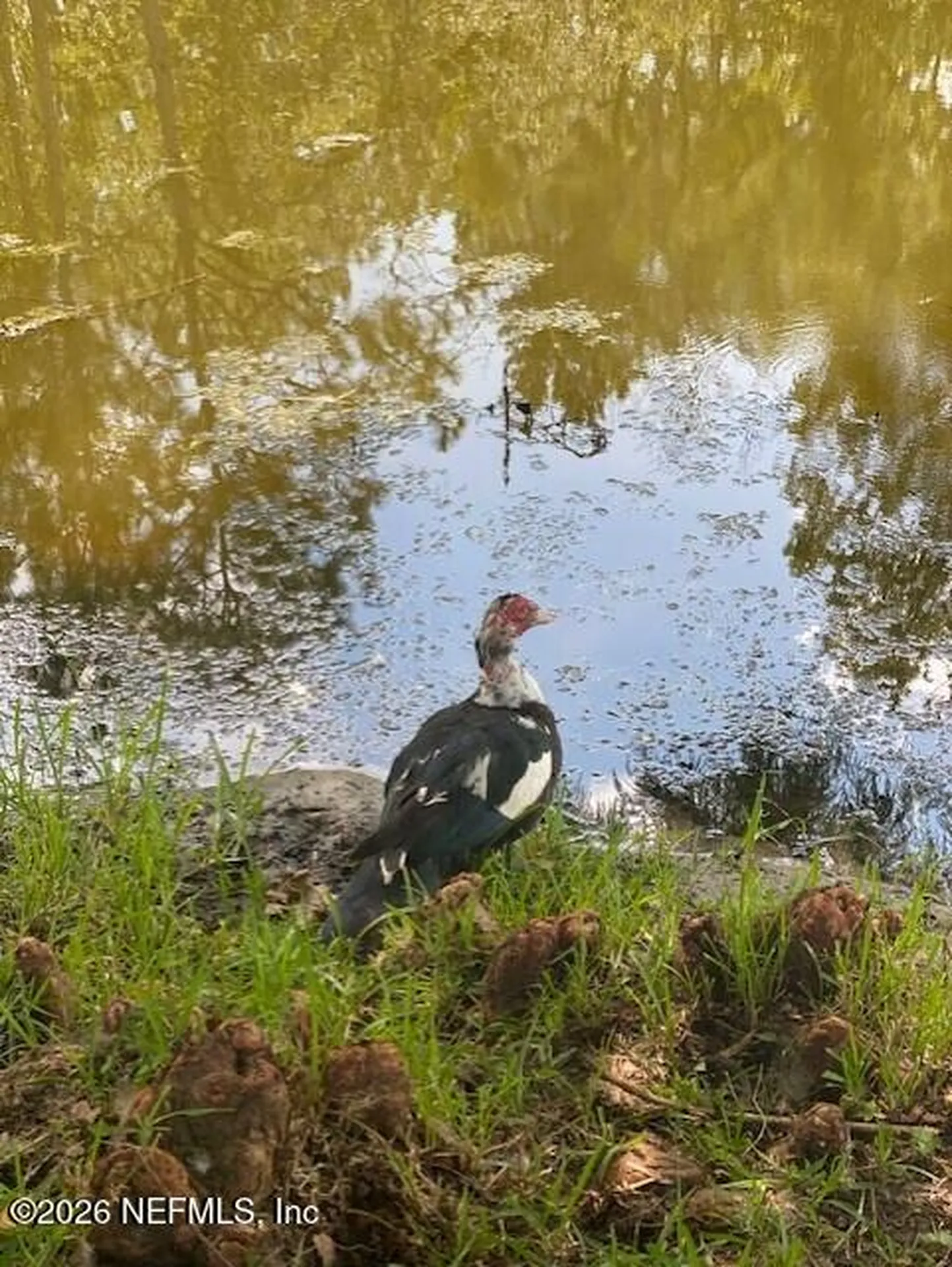 2607 Creekfront Drive Green Cove Springs FL 32043