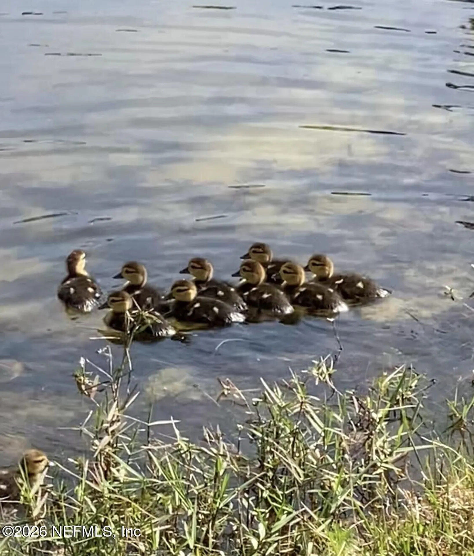 2607 Creekfront Drive Green Cove Springs FL 32043