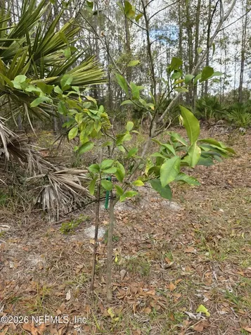 1556 Rayne Point Middleburg FL 32068