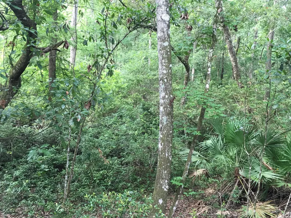 00 Black Creek Tract Middleburg FL 32068