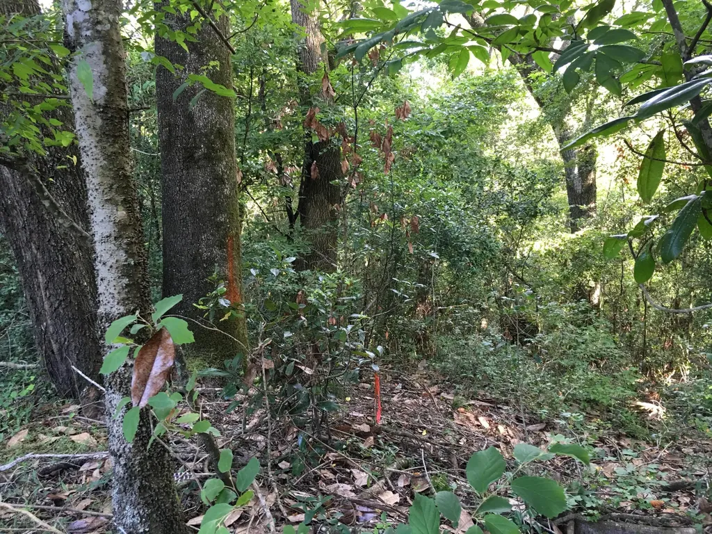 00 Black Creek Tract Middleburg FL 32068