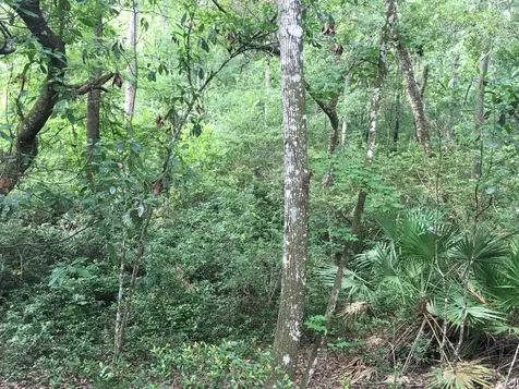 00 Black Creek Tract Middleburg FL 32068