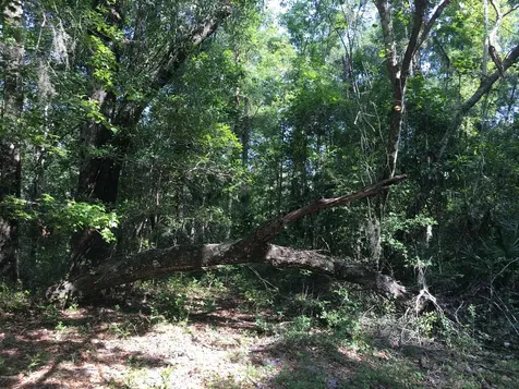 00 Black Creek Tract Middleburg FL 32068