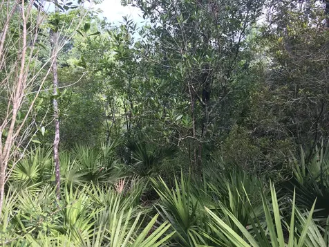 00 Black Creek Tract Middleburg FL 32068