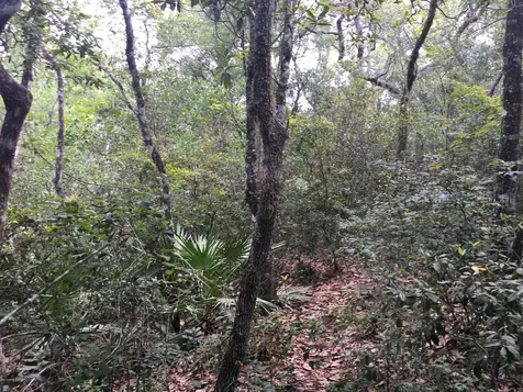 00 Black Creek Tract Middleburg FL 32068