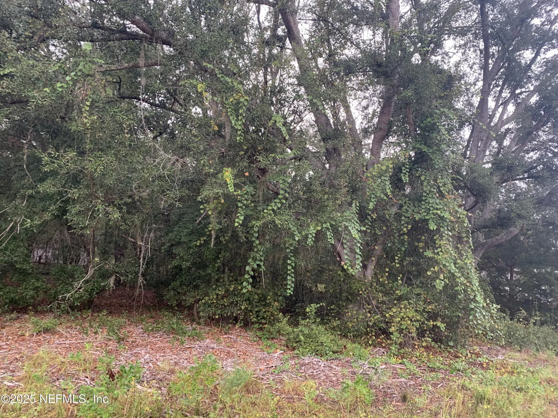 0250 Lenore Avenue Interlachen FL 32148