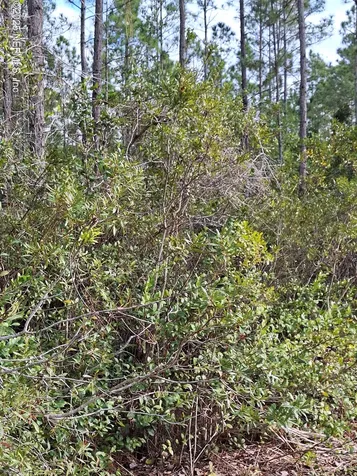 0 E Escambia State Road Palatka FL 32177