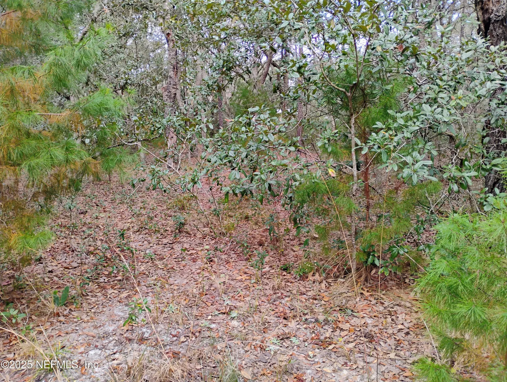 244 Thompson Avenue Interlachen FL 32148