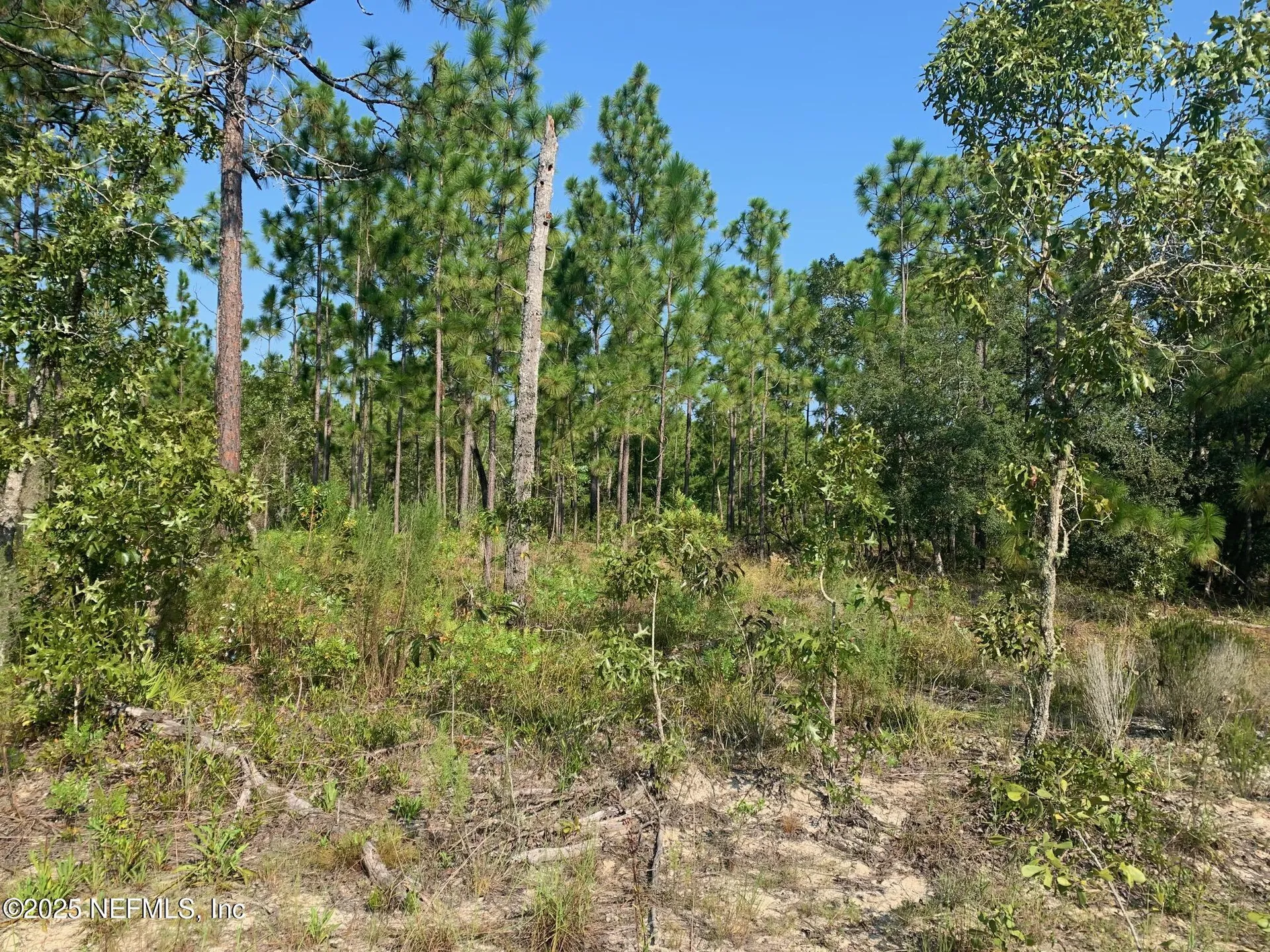 243 Indiana Avenue Hawthorne FL 32640