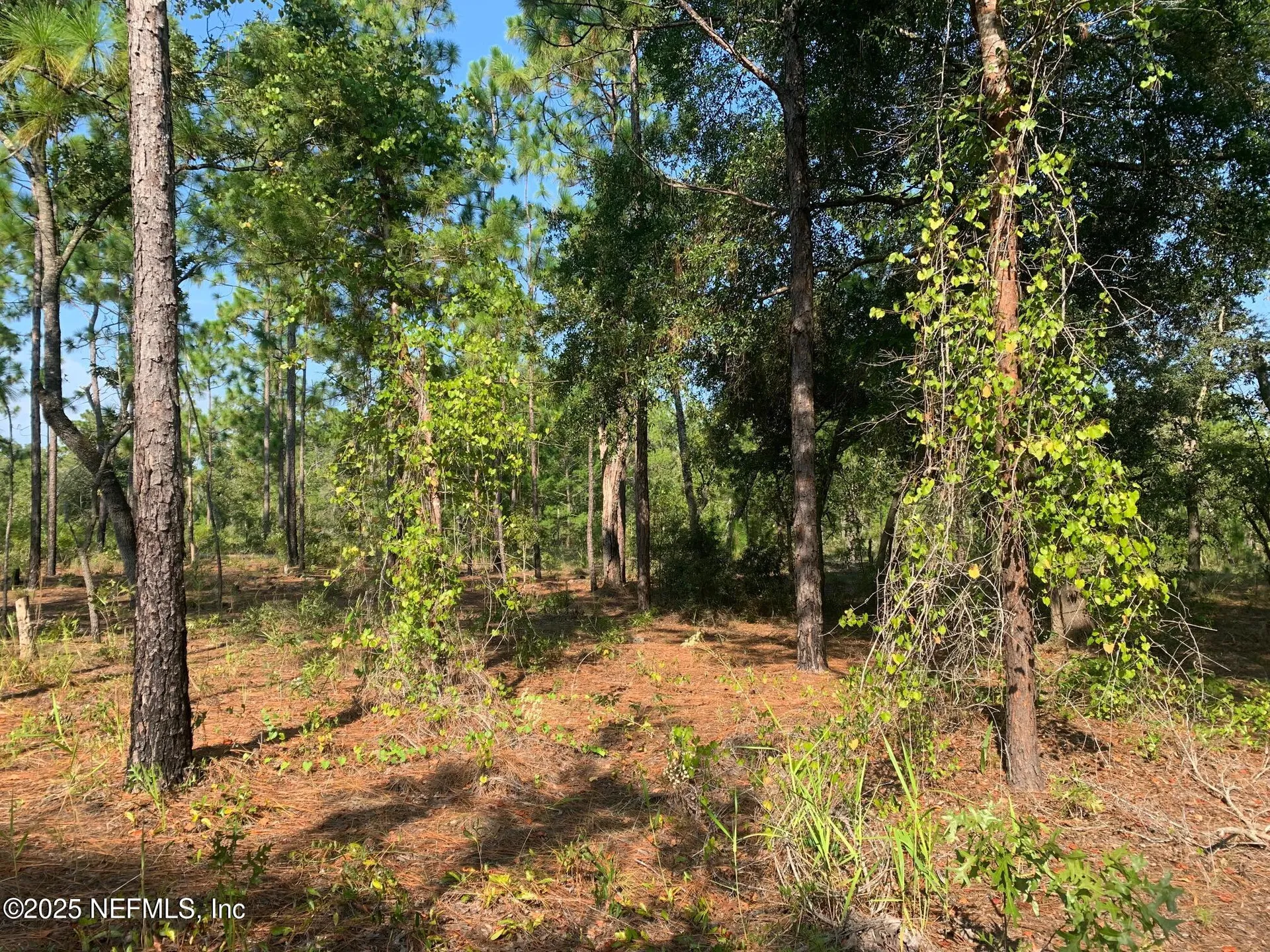 243 Indiana Avenue Hawthorne FL 32640