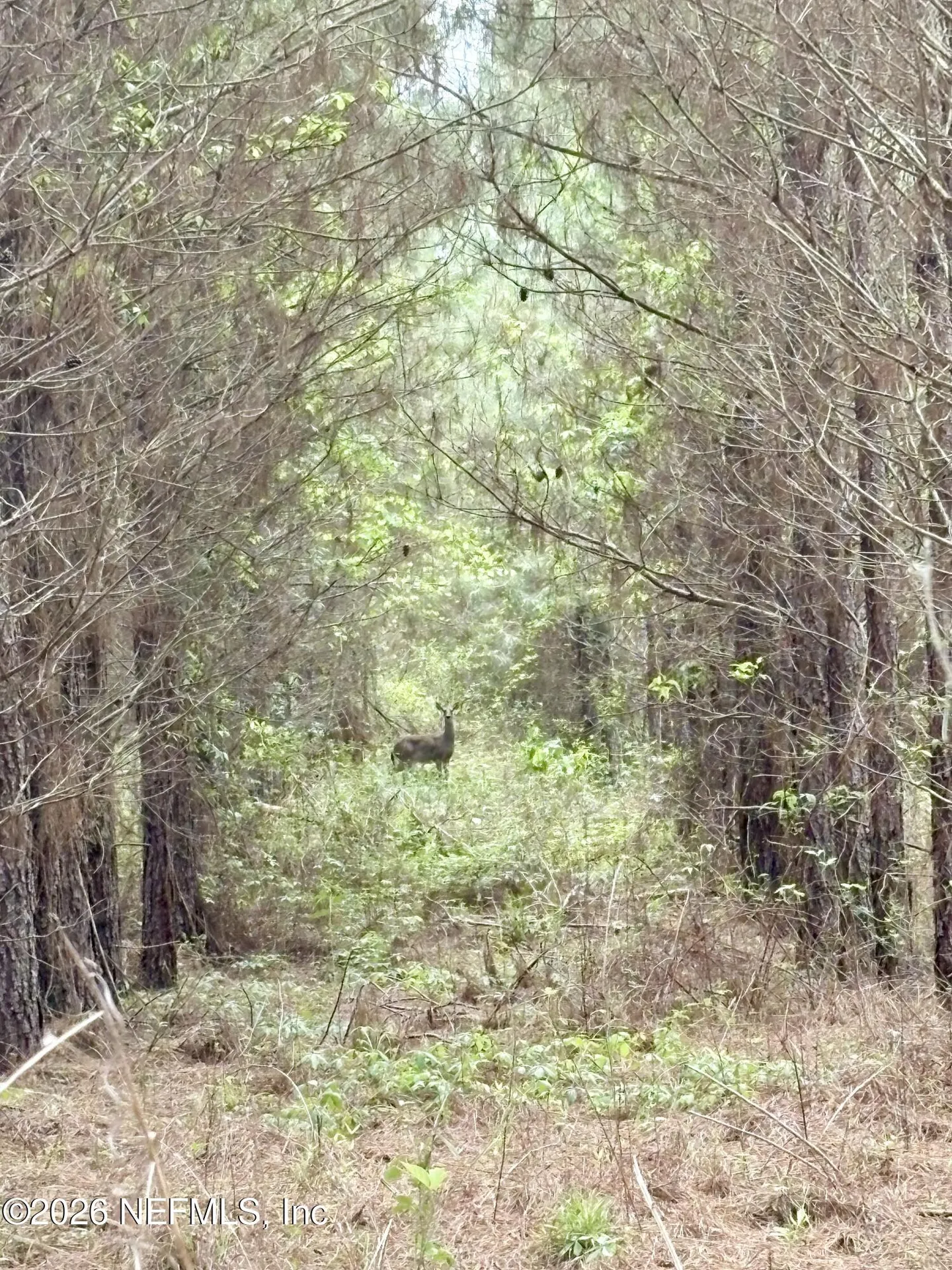 3500 NE Rocky Ford Road Madison FL 32340