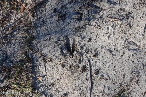 525 Raulerson Road Seville FL 32190