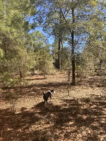 0 Honeysuckle Trail Hawthorne FL 32640