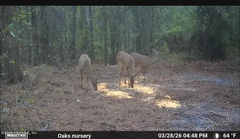 O Lazy Pines Road Glen St. Mary FL 32040