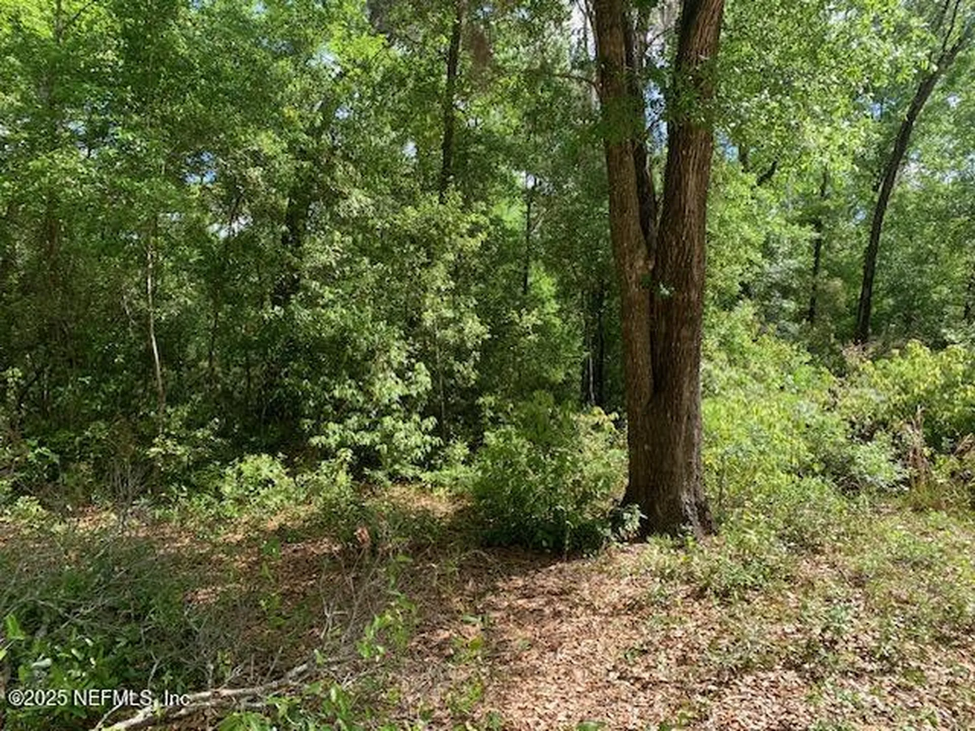000 Dorothy Street Interlachen FL 32148