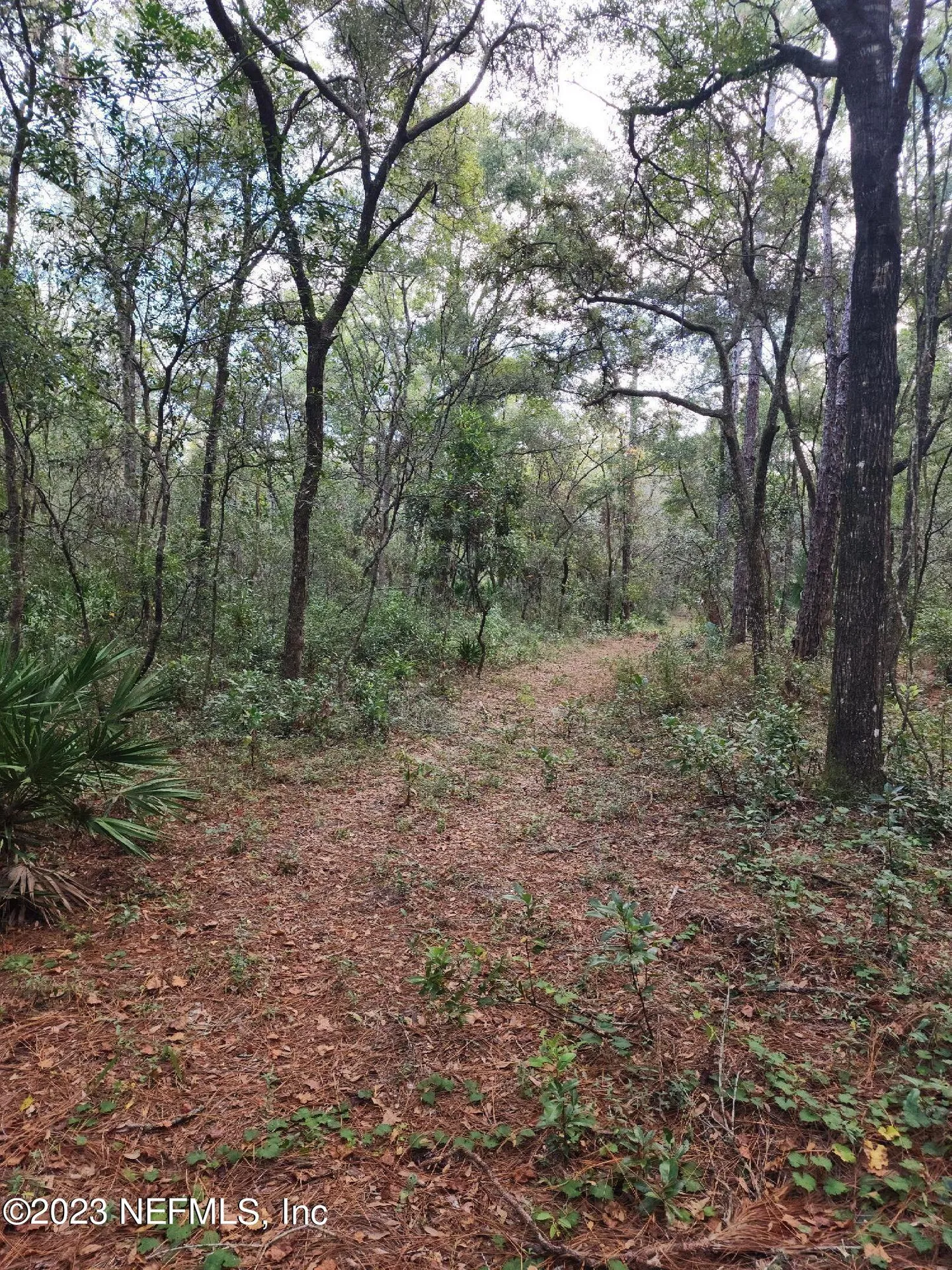9897 NW 56th Place Chiefland FL 32626
