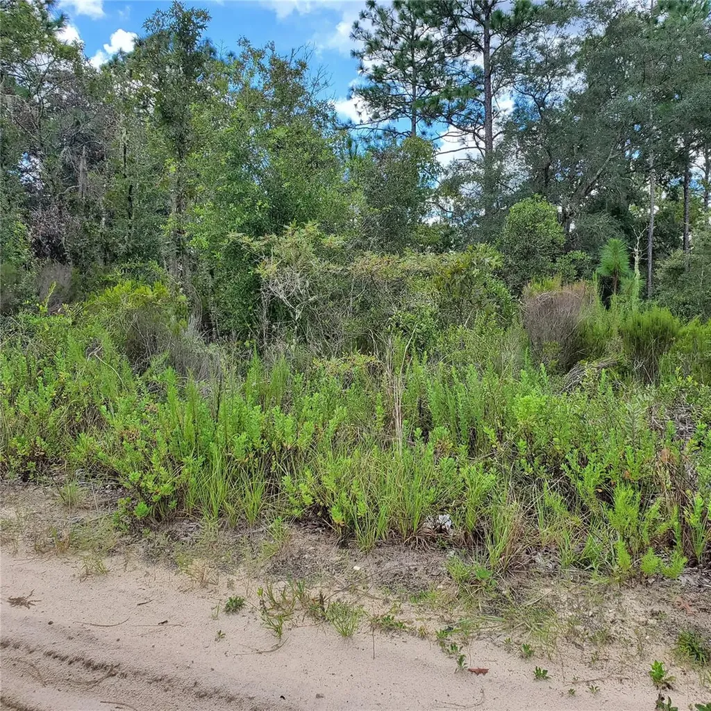 NE 66th Lane Williston FL 32696