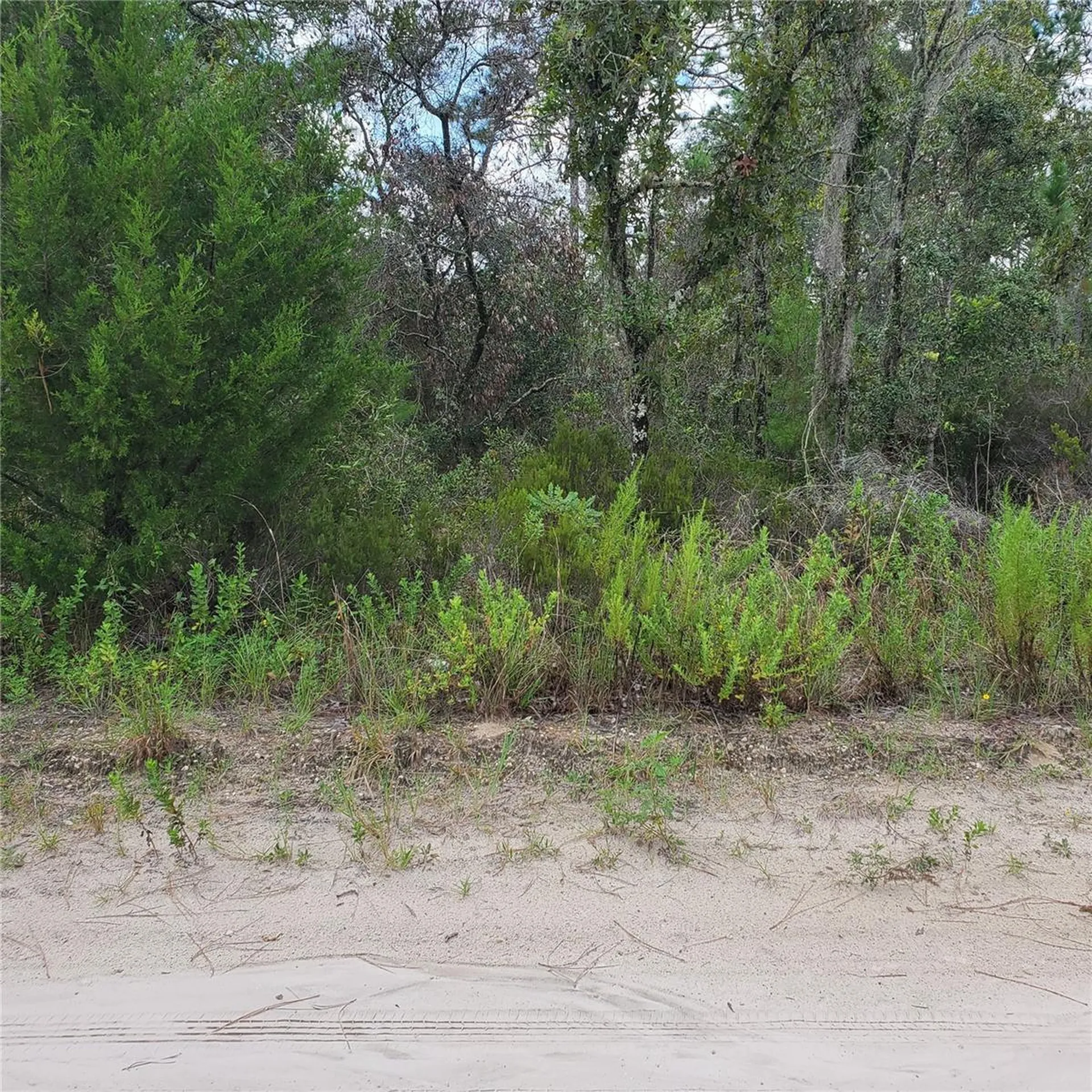 NE 66th Lane Williston FL 32696