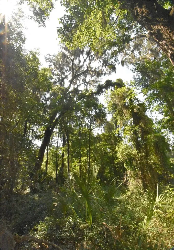 15208 SW Williston Road Micanopy FL 32667