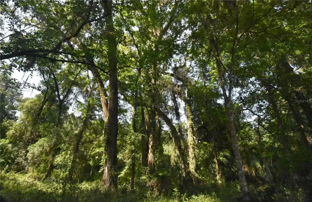 15208 SW Williston Road Micanopy FL 32667