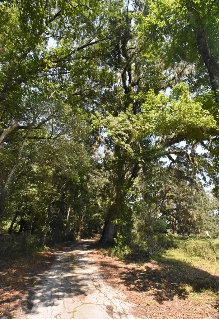 15208 SW Williston Road Micanopy FL 32667