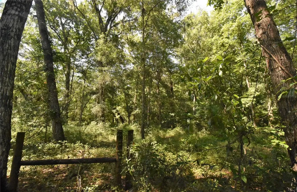 15208 SW Williston Road Micanopy FL 32667