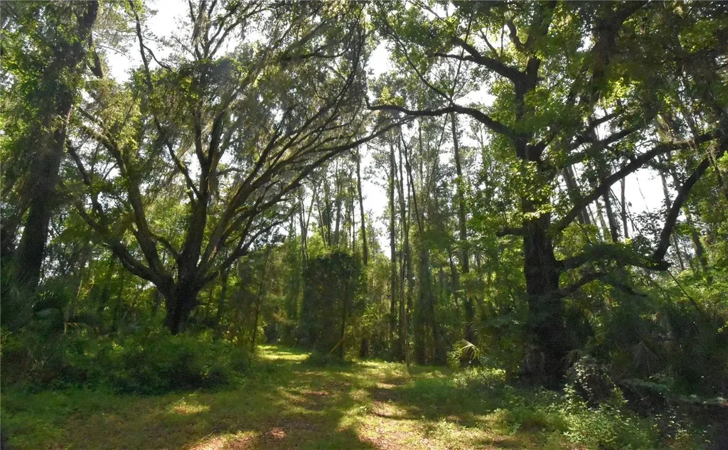 15208 SW Williston Road Micanopy FL 32667