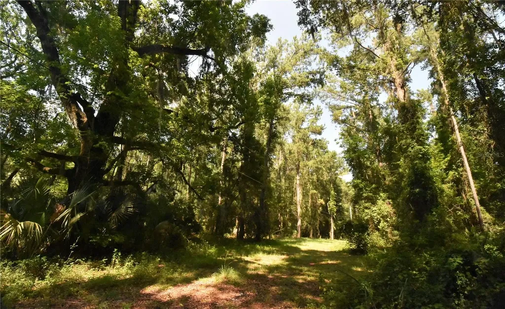 15208 SW Williston Road Micanopy FL 32667