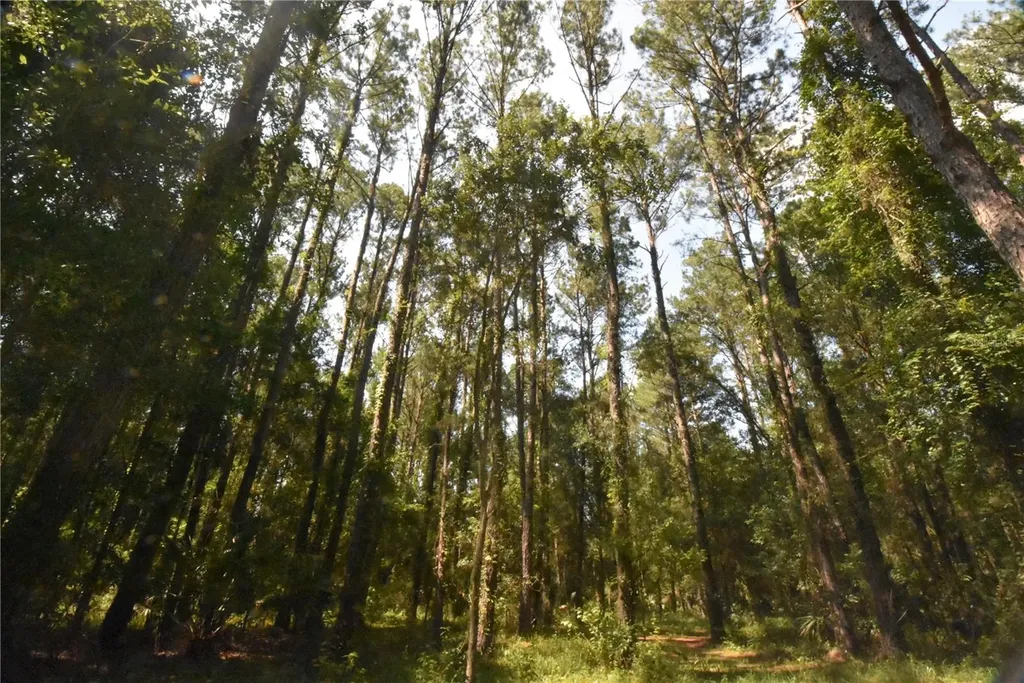 15208 SW Williston Road Micanopy FL 32667
