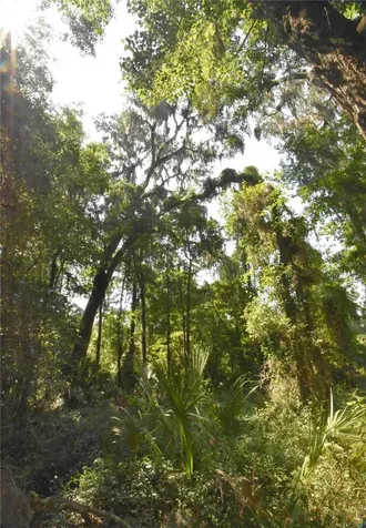 15208 SW Williston Road Micanopy FL 32667