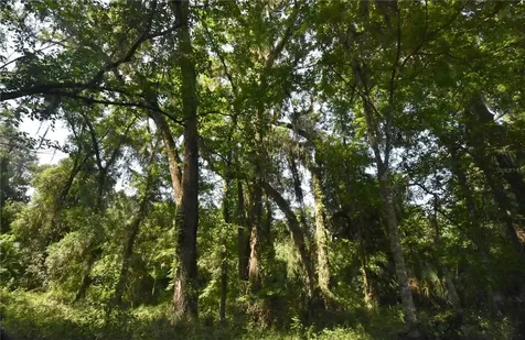 15208 SW Williston Road Micanopy FL 32667