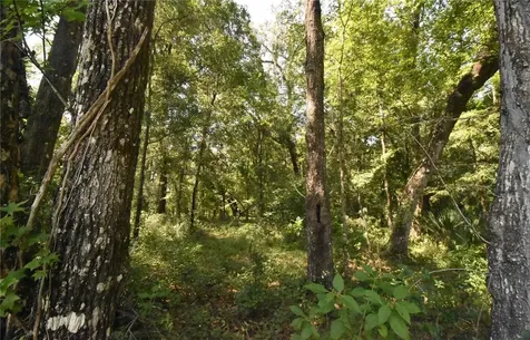 15208 SW Williston Road Micanopy FL 32667