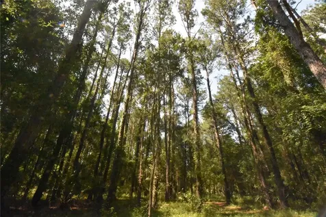 15208 SW Williston Road Micanopy FL 32667