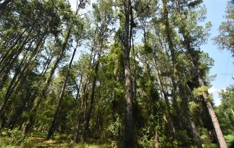 15208 SW Williston Road Micanopy FL 32667