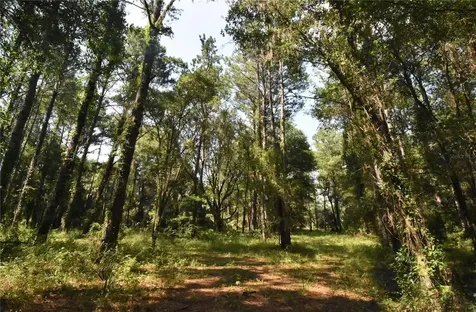 15208 SW Williston Road Micanopy FL 32667