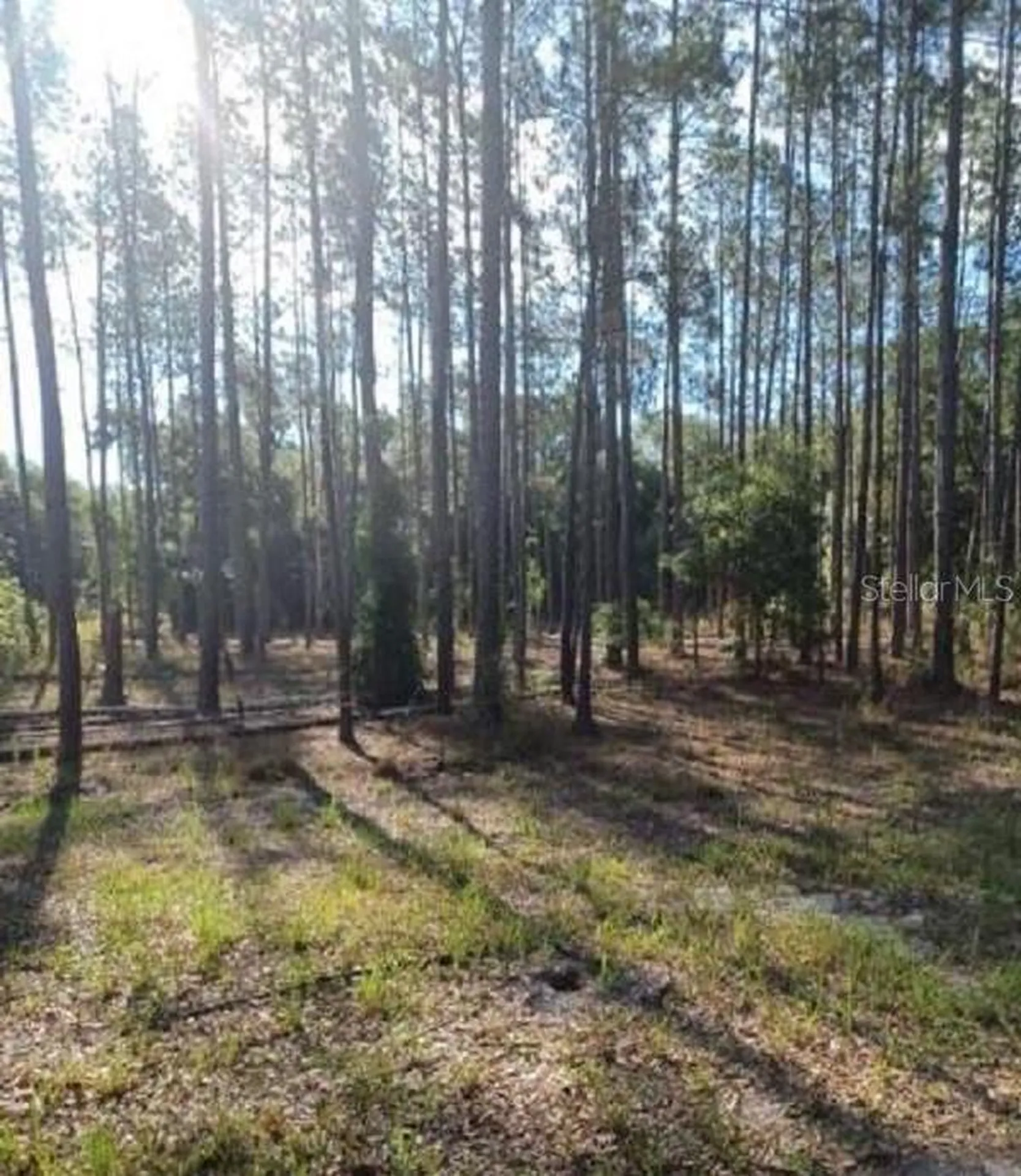 Tbd SW Corner Sw95 Ave\sw 158 Lane Dunnellon FL 34432