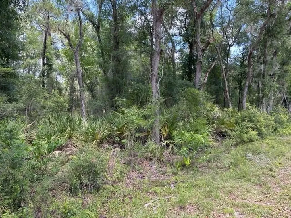 6471 Otter Drive Webster FL 33597