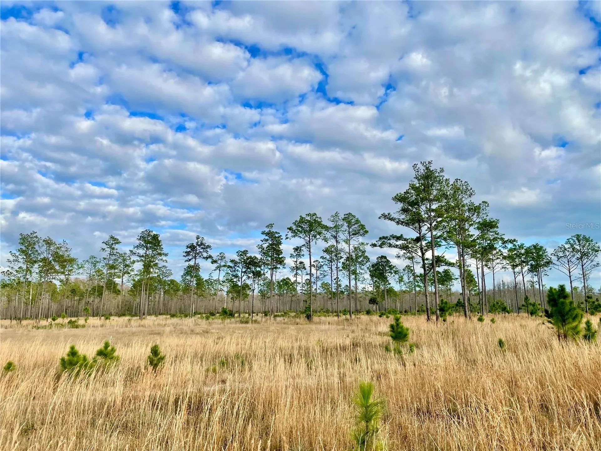 19858 State Road 52 Land O Lakes FL 34637