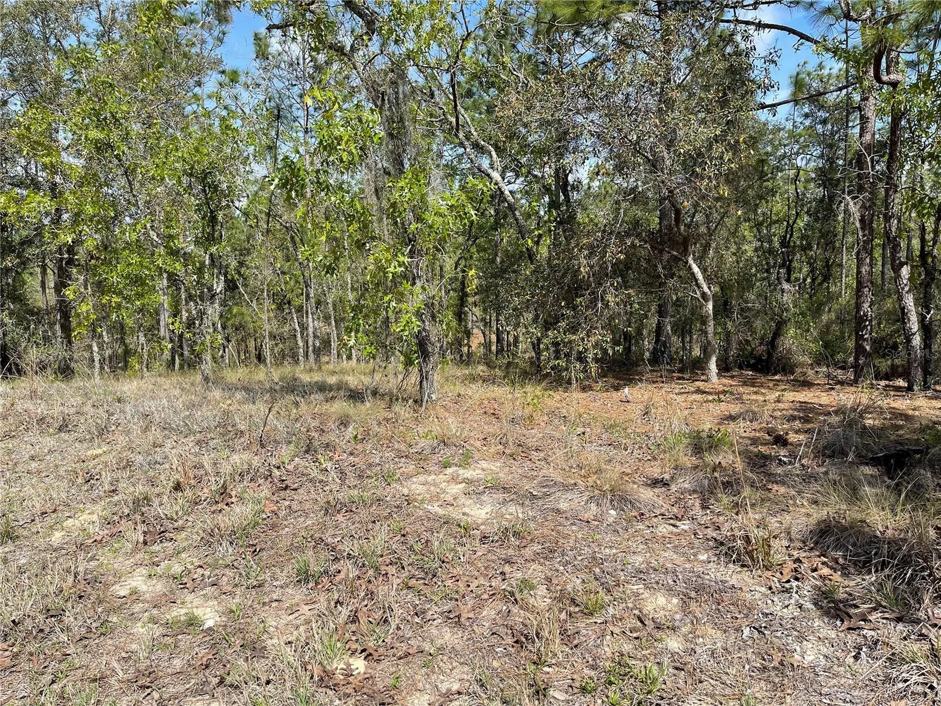 Lot 6 SE 2 Street Williston FL 32696