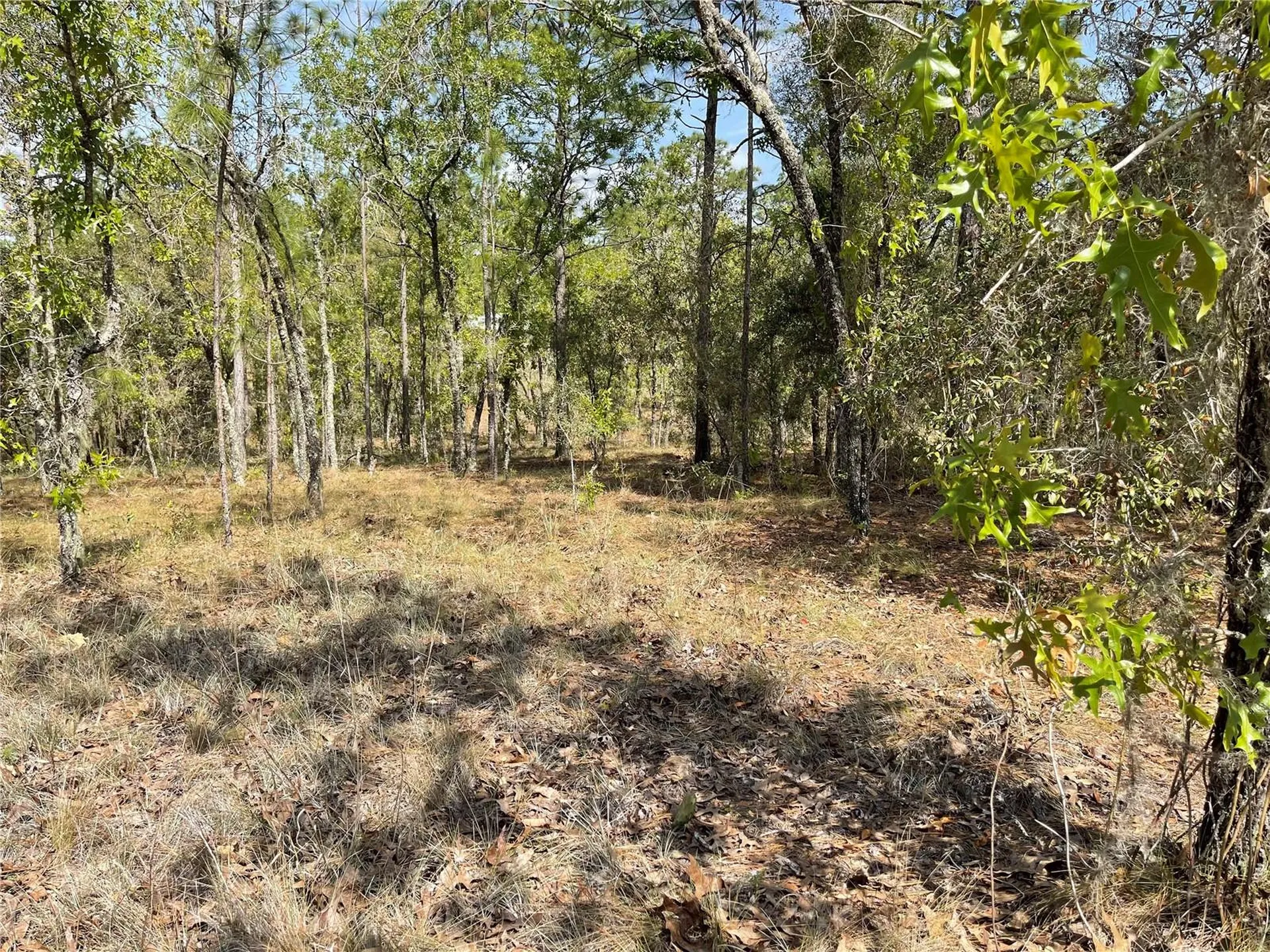 Lot 6 SE 2 Street Williston FL 32696