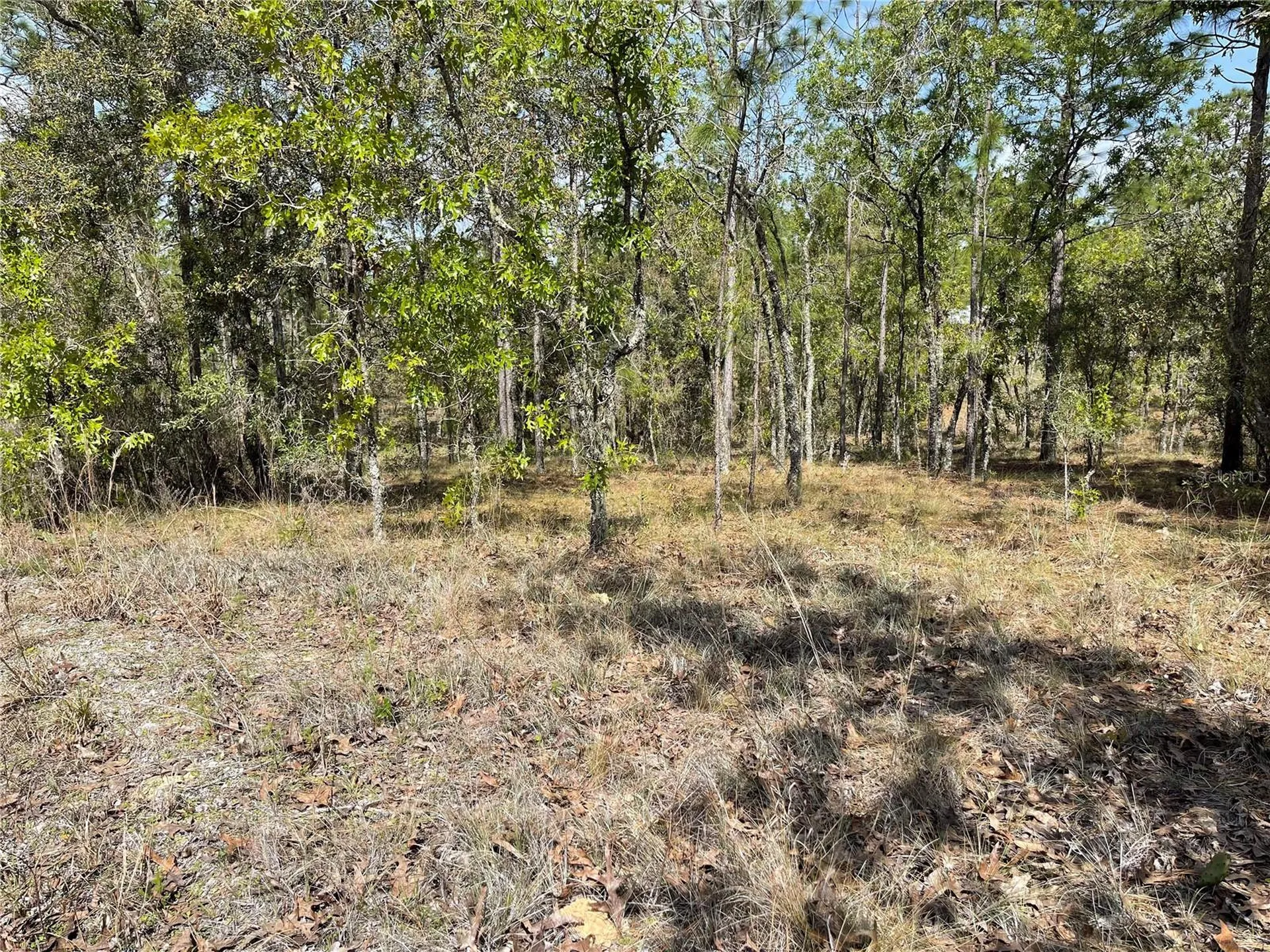 Lot 6 SE 2 Street Williston FL 32696