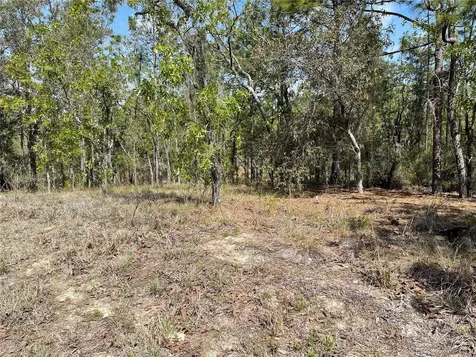 Lot 6 SE 2 Street Williston FL 32696