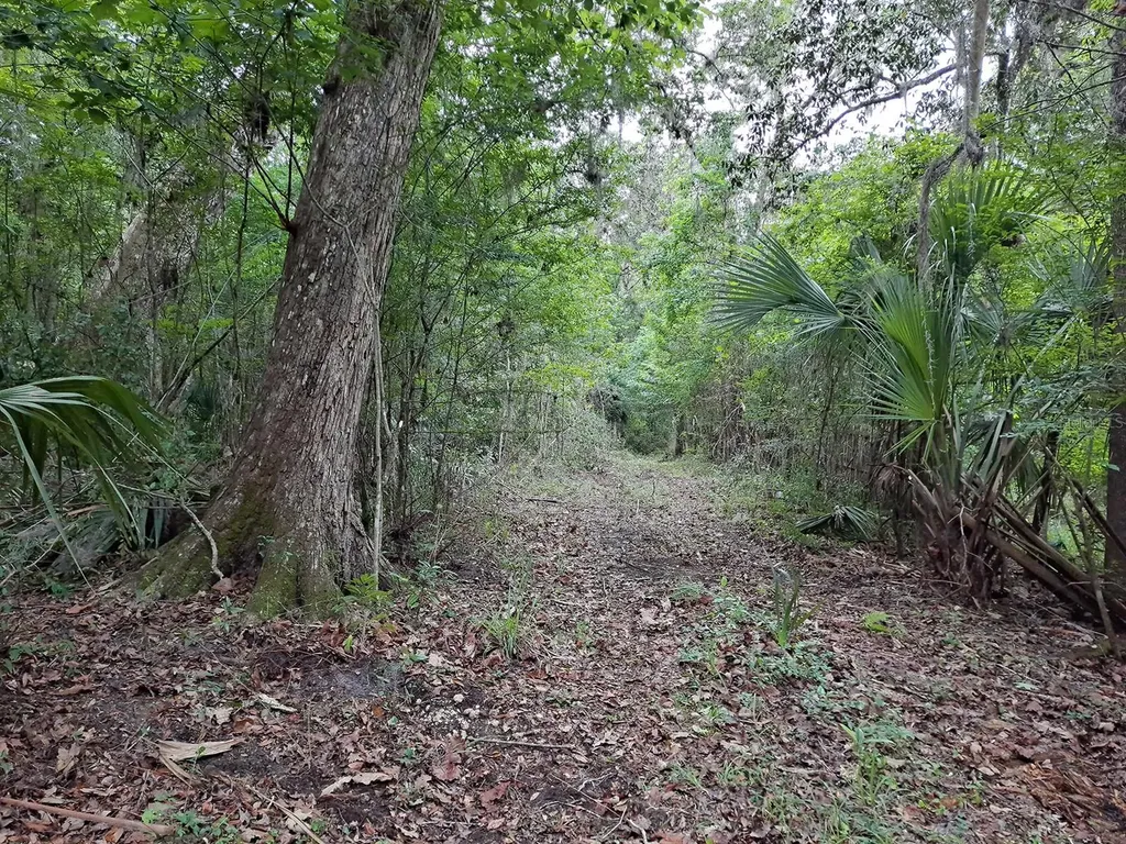 9550 NW 230 Street E Micanopy FL 32667