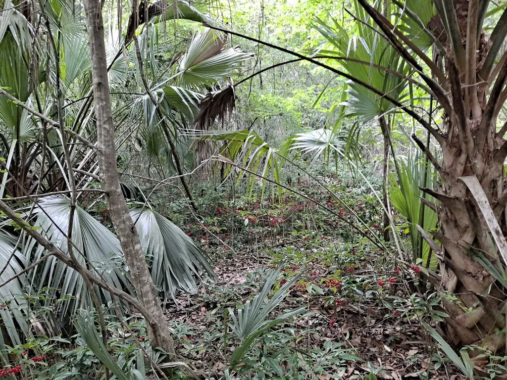 9550 NW 230 Street E Micanopy FL 32667