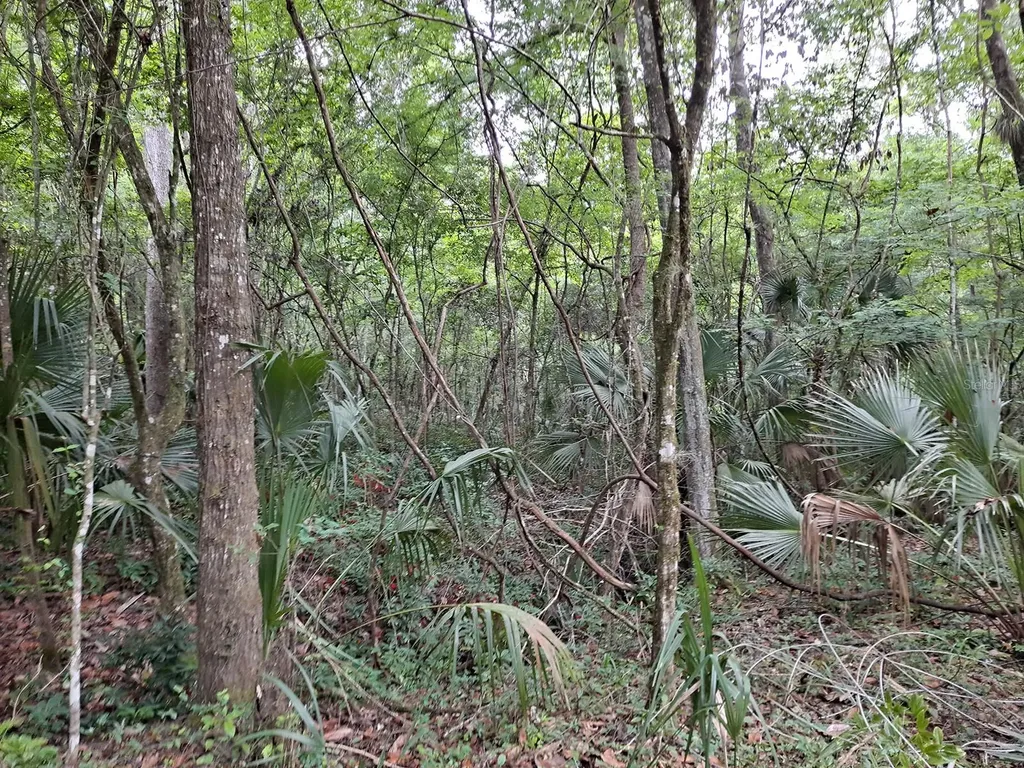9550 NW 230 Street E Micanopy FL 32667