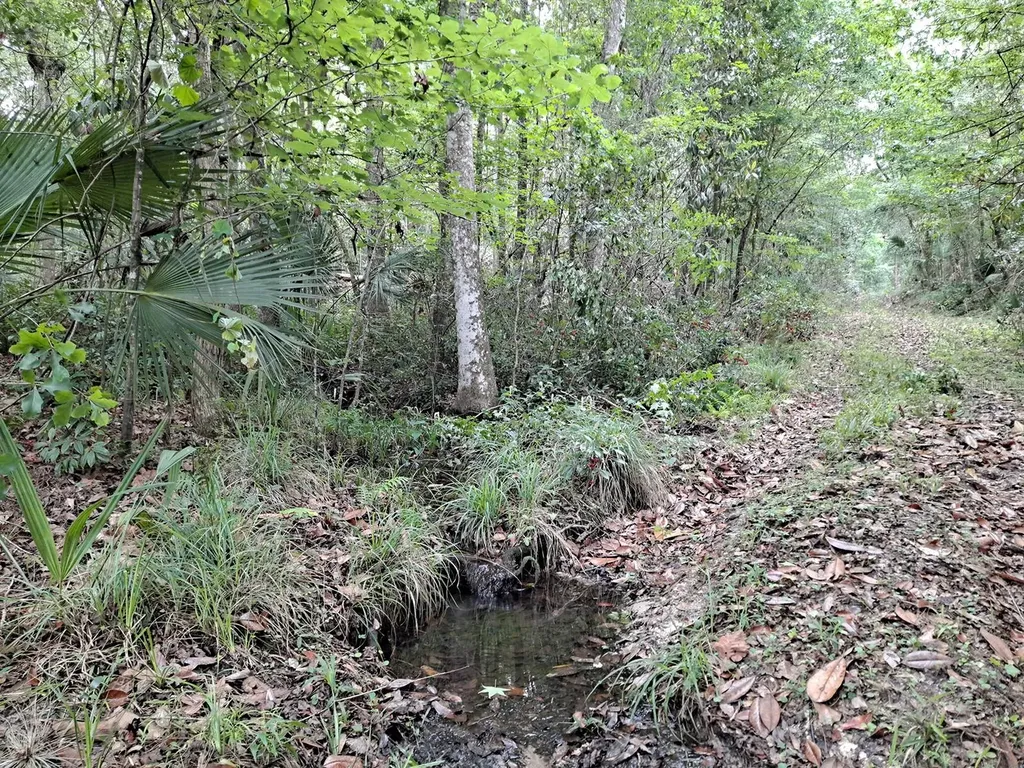 9550 NW 230 Street E Micanopy FL 32667