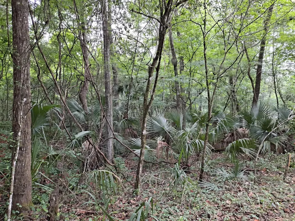 9550 NW 230 Street E Micanopy FL 32667