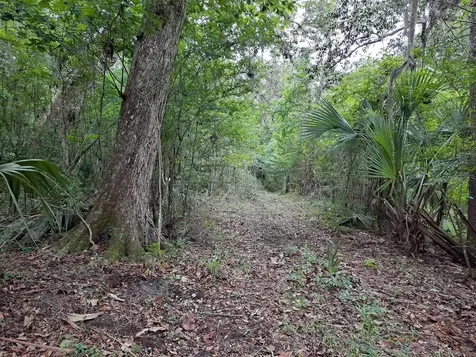 9550 NW 230 Street E Micanopy FL 32667